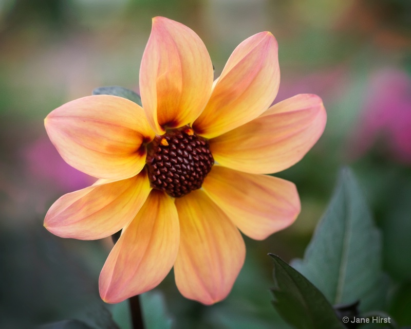 Orange Flower