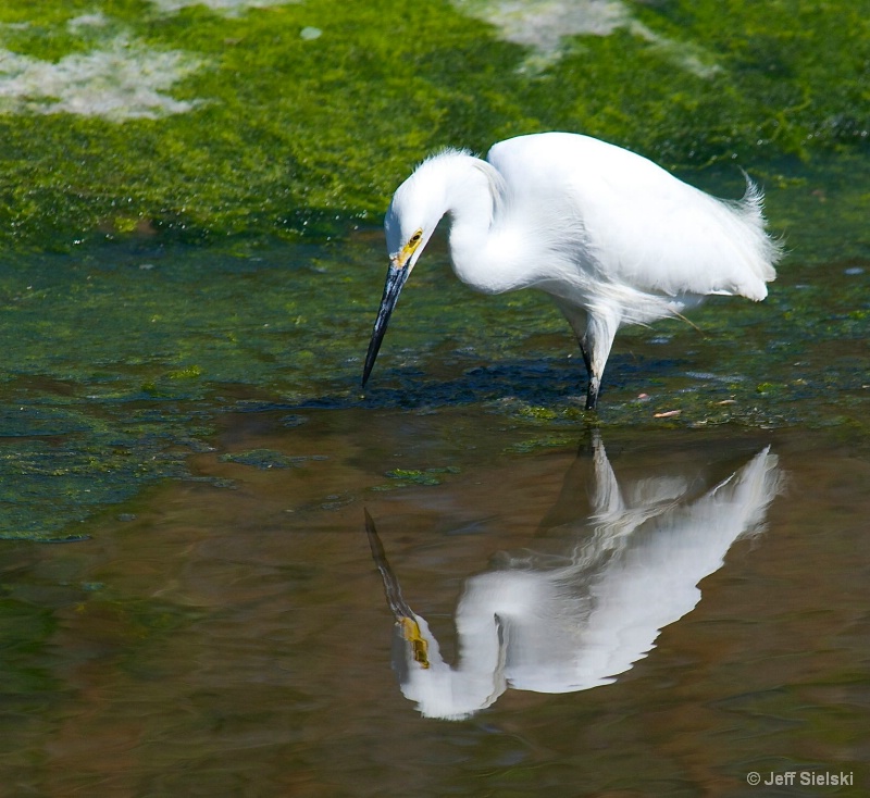 I See Myself!!!    Snowy Egret