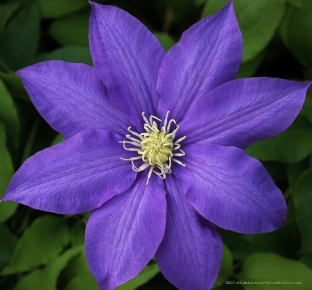 PURPLE CLEMATIS