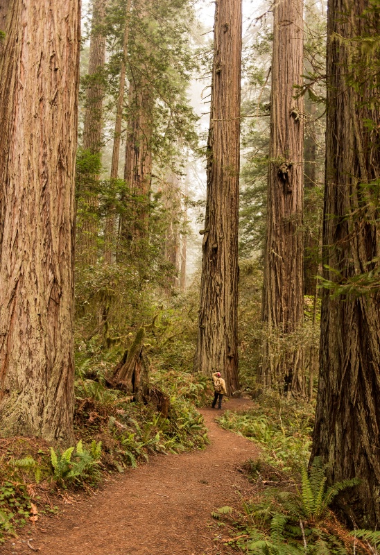 Redwood Selfie