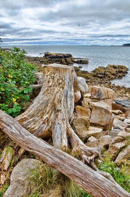 Stump on the shore