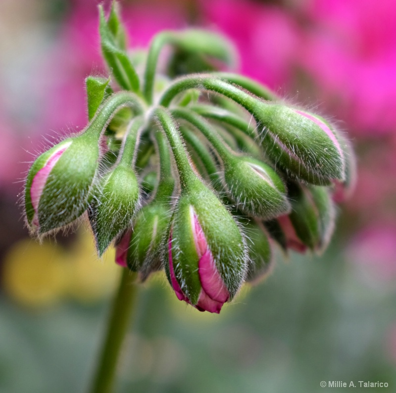 Geranium Buds