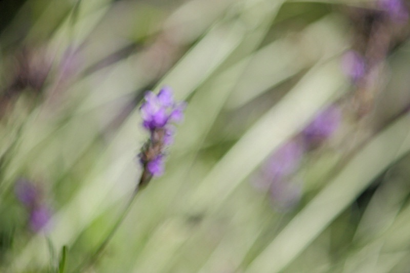 Lavender flowers