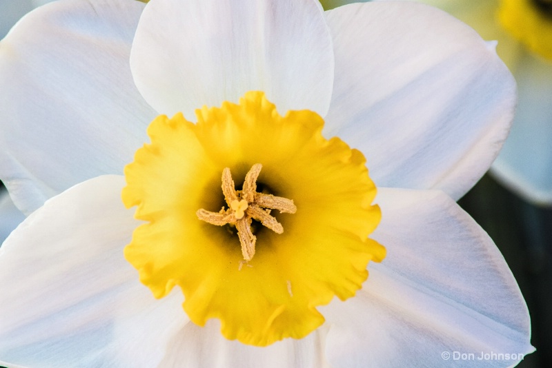 Hudson Valley Daffodil 3-0 f lr 5-13-15 j222