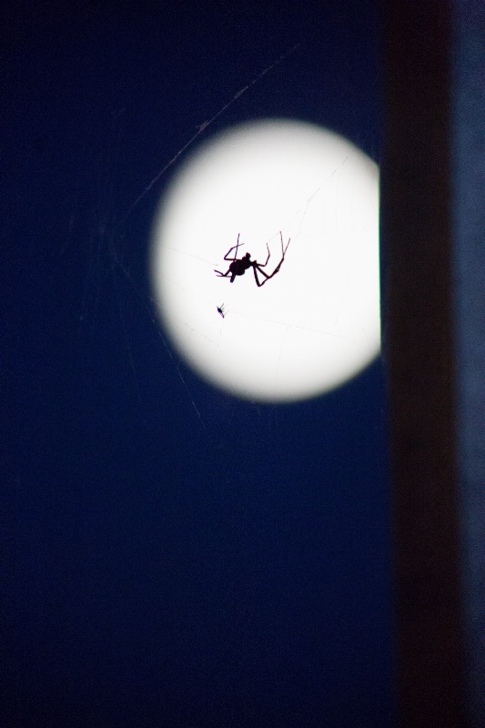 Spider on the Moon - ID: 14903467 © Ilir Dugolli