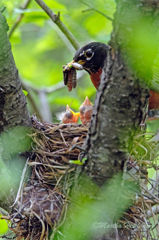 Robin Feeding Chicks