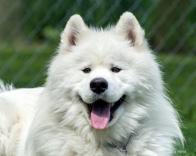 Samoyed Puppy at One Year