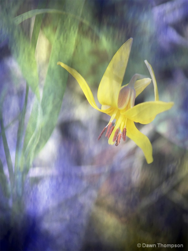 Trout Lily - Michigan Wildflower