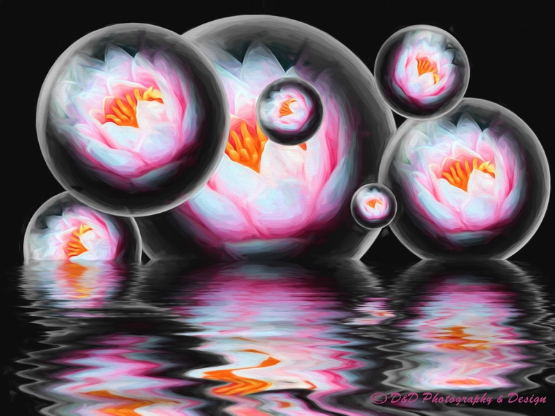 Water Lily Bubbles