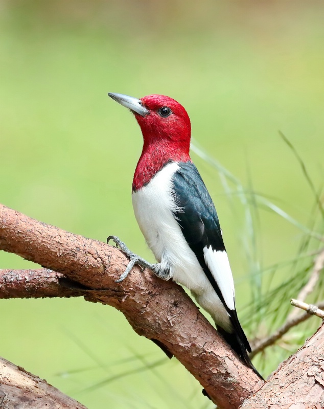M-Redheaded Woodpecker-Pose