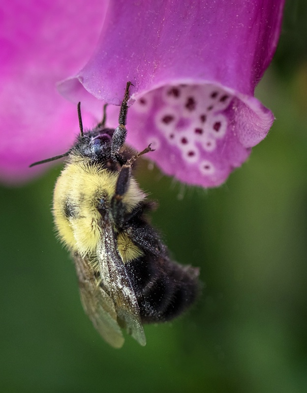 Pollinator      