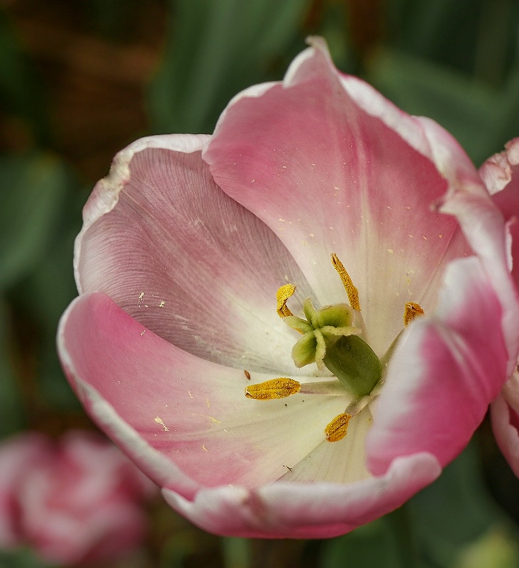 Pink Tulip