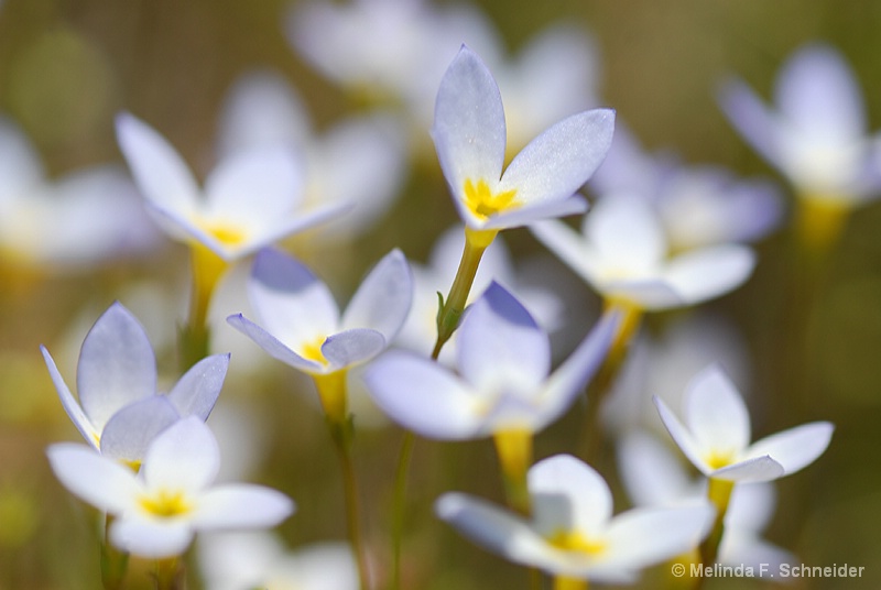 Wildflowers