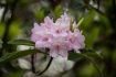 Wild Rhodies