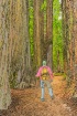 Redwood Walk
