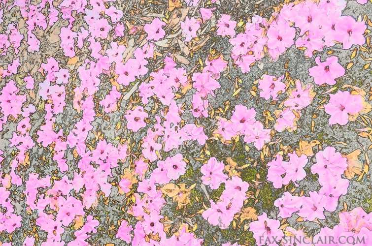 Fallen Blossoms 3 - ID: 14904679 © Fax Sinclair
