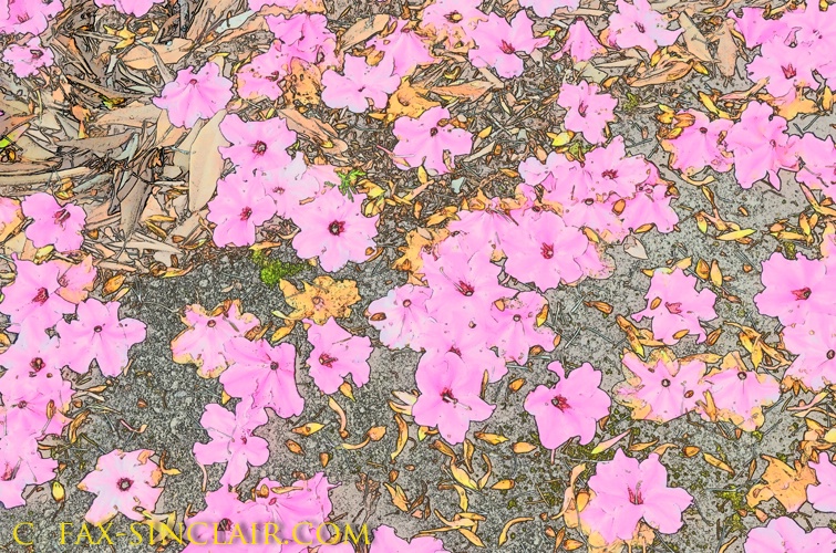 Fallen Blossoms 1  - ID: 14904681 © Fax Sinclair