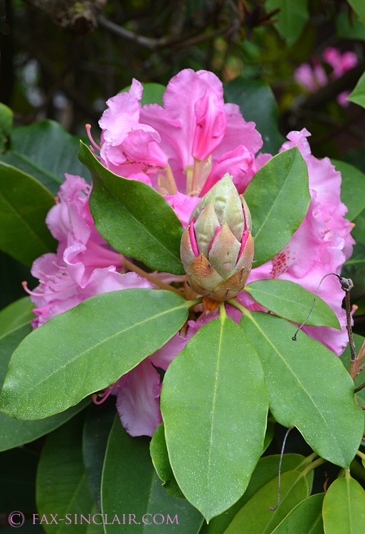 Rhododendron Bud - ID: 14904685 © Fax Sinclair