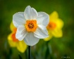 Three daffodils