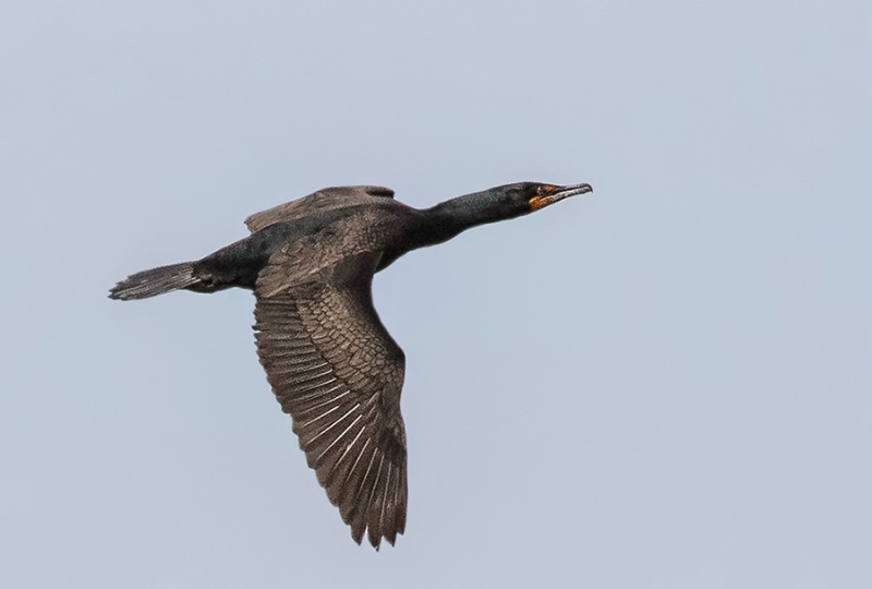 Cormorant Flight      