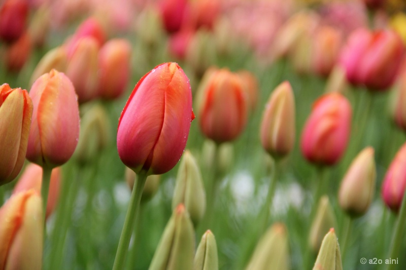 Miss Keukenhof