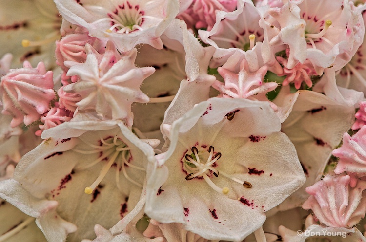 Mountain Laurel Explosion