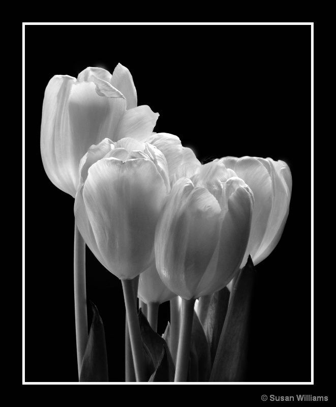 Tulips in Natural Light