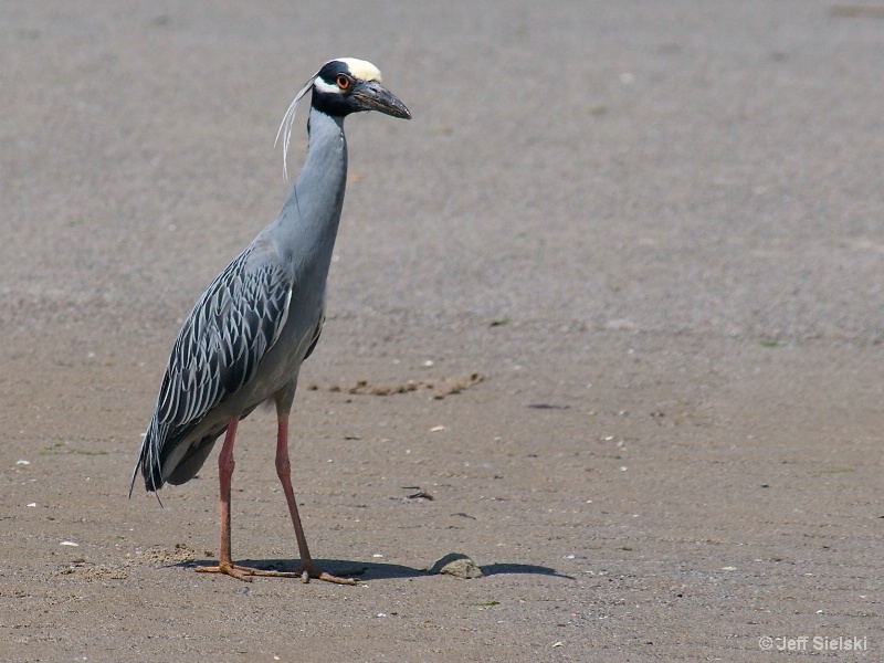 You Call Me?? Yellow-Crowned Night Heron