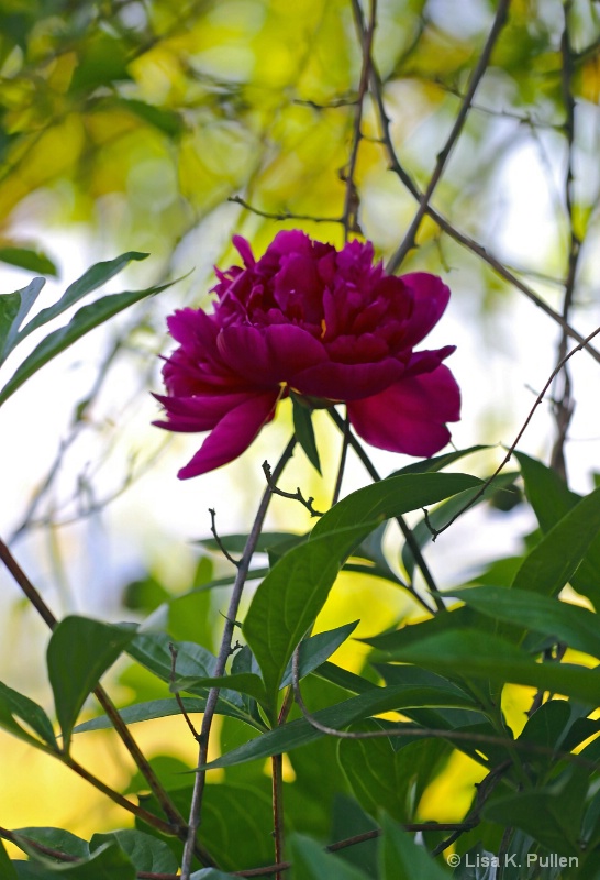 Along the Fence Row