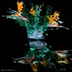 Bird of Paradise ...