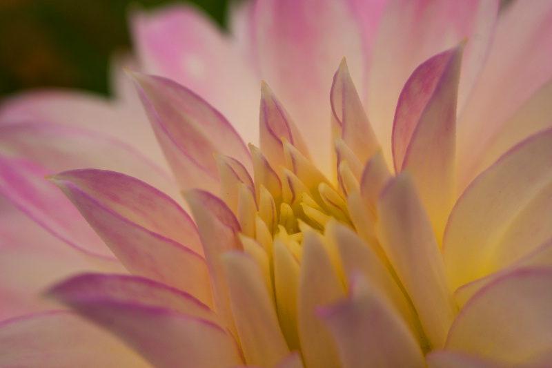 Pastel Petals