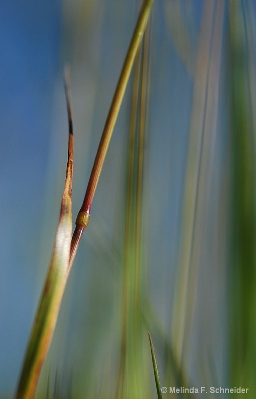 One Blade of Grass