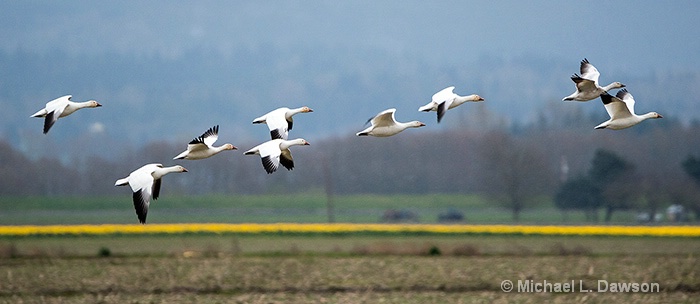 Nine Geese a Flying