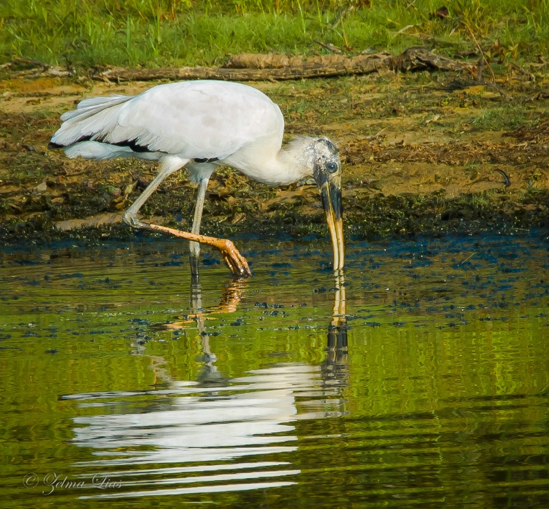 Wood Stork Feeding in the Shallows