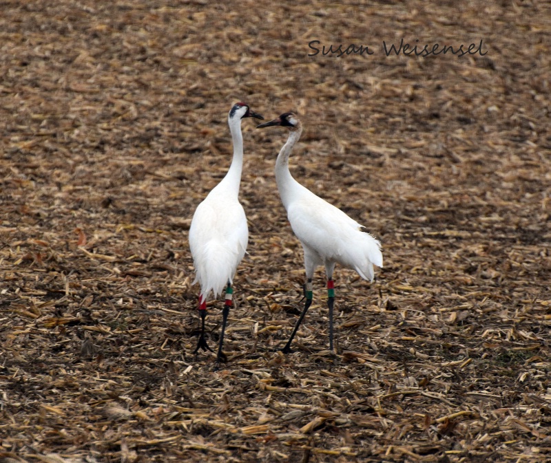 Whoop, Whoop-ing Cranes