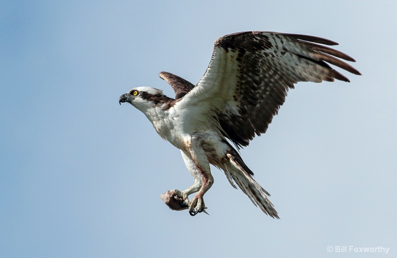 Osprey Bringing Sushi for Nestlings