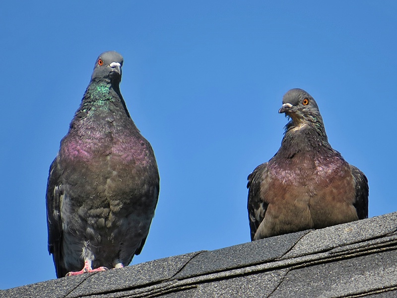 A Pair of Pigeons