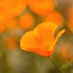 Backyard Poppy