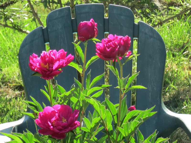 Peonies