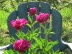 Peonies
