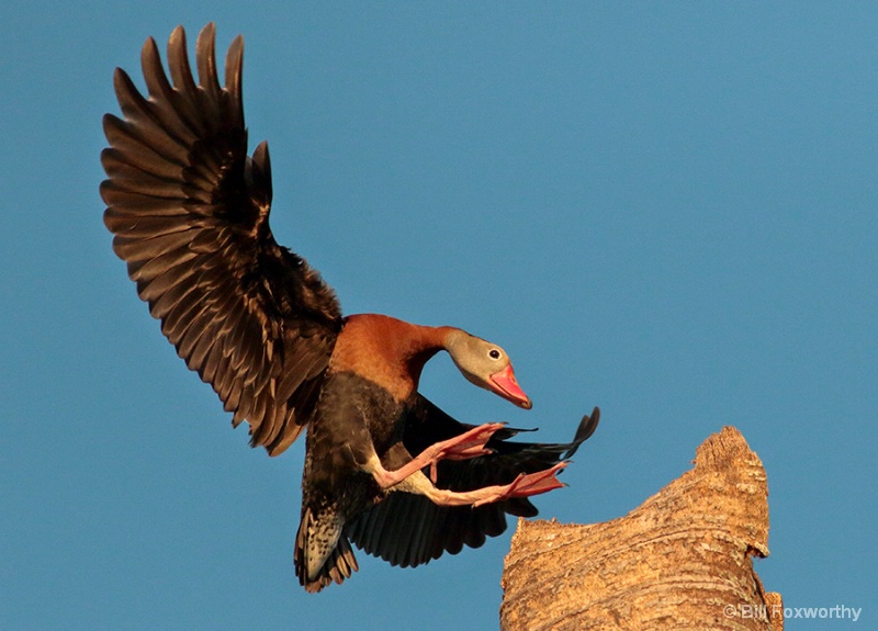 Black bellied Whistling Duck