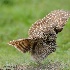 2Dancing in the Rain - ID: 14906763 © Carol Eade