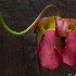 © Elliot Barnathan PhotoID# 14906798: Longwood Macro 3