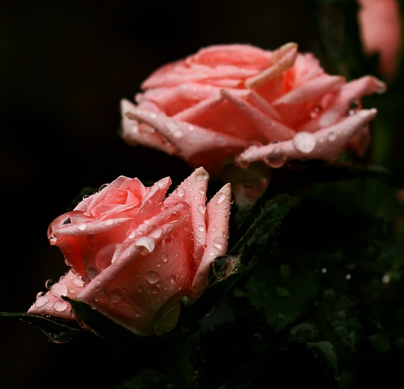 Dewy Fresh Rose
