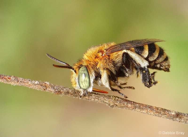 Bee-haviour