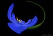 Morning iris abst...