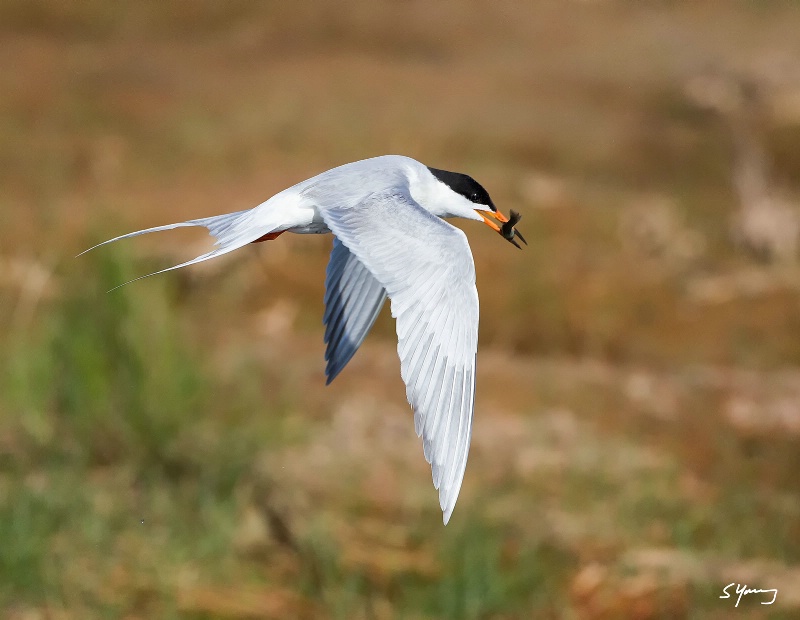 Forster's Tern With Fish; Chincoteague, Va