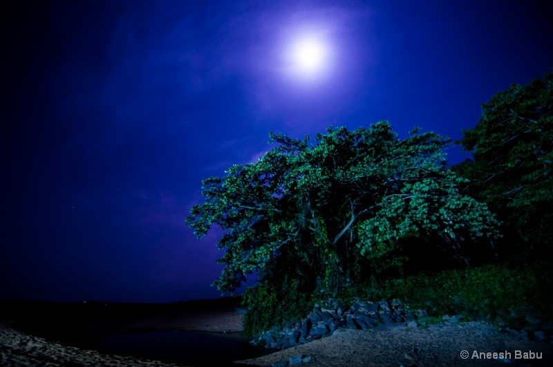 Tree under moon