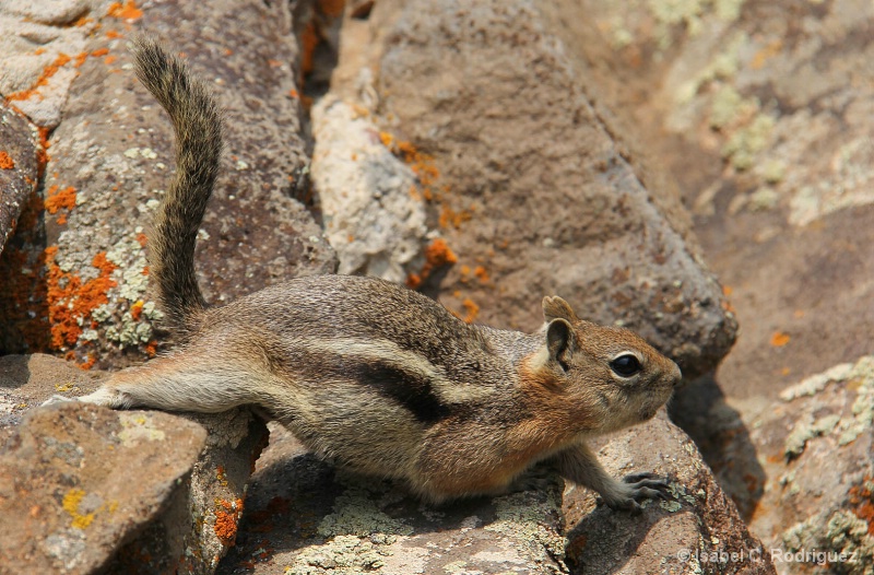Ground Squirrel Rocking Stretch