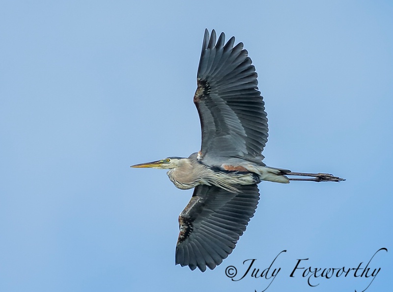 Great Blue Heron Fly By